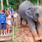 Phuket Elephant Conservation: Half-Day I Cooking Class I DIY - Why This Tour Works Well