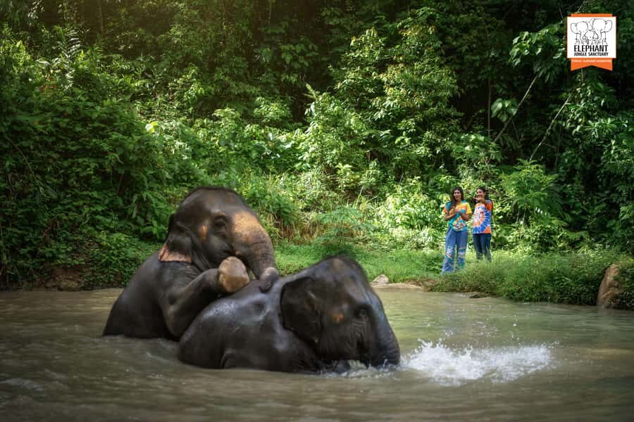 Phuket: Elephant Jungle Sanctuary 'Watch Me' Experience - What Sets This Tour Apart?