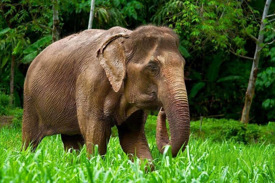 Phuket Elephant Nature Reserve: 90-Minute Elephant Adventure - What to Expect on the Tour