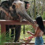 Phuket: Elephant Sanctuary Tour - Canopy Walk & Meal - Exploring the Phuket Elephant Sanctuary Experience