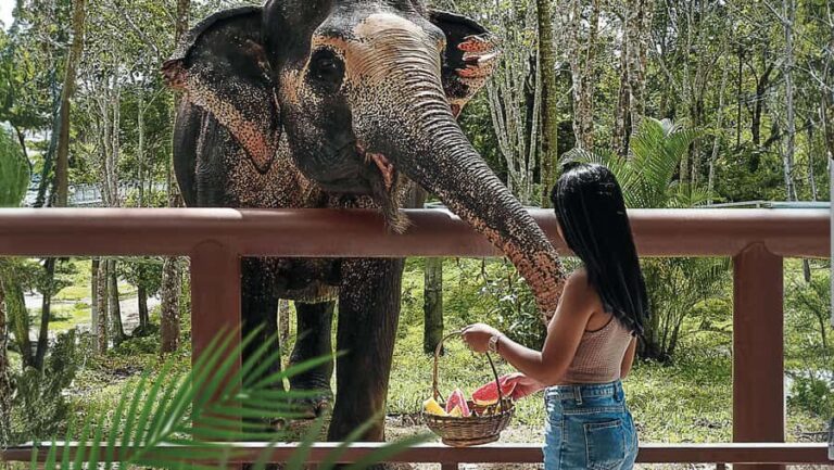Phuket: Elephant Sanctuary Tour - Canopy Walk & Meal - Exploring the Phuket Elephant Sanctuary Experience