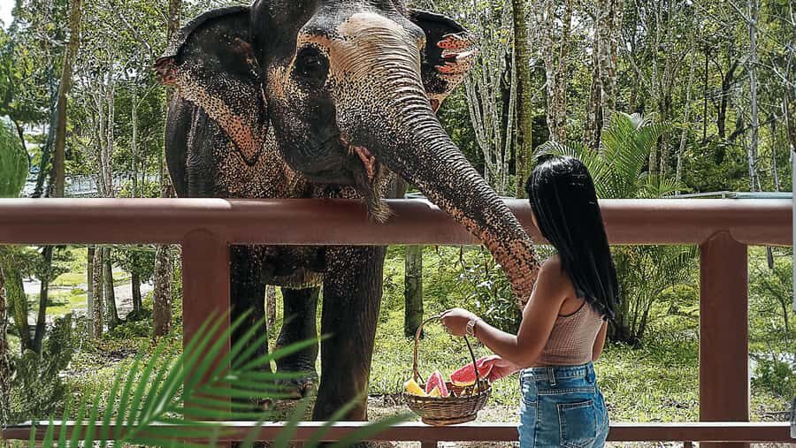 Phuket: Elephant Sanctuary Tour - Canopy Walk & Meal - Exploring the Phuket Elephant Sanctuary Experience