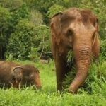 Phuket: Elephant Sanctuary Visit - Cooking Class & Lunch - An In-Depth Look at the Tour