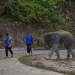 Phuket: Elephant Sanctuary & Zipline Adventure Combo - In-Depth Review of the Experience