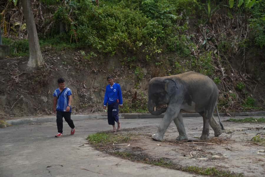 Phuket: Elephant Sanctuary & Zipline Adventure Combo - In-Depth Review of the Experience
