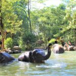 Phuket: Ethical Elephant Sanctuary Experience - The Itinerary: From Pickup to Return
