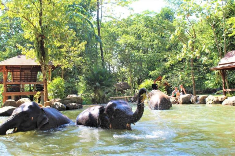 Phuket: Ethical Elephant Sanctuary Experience - The Itinerary: From Pickup to Return