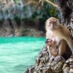 Phuket: Khai Islands Half-Day Tour (Morning/Afternoon) - Key Points