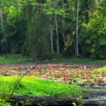 Phuket/Khao Lak: Surin Islands 3-Reef Snorkel Masterpiece - The Itinerary in Detail