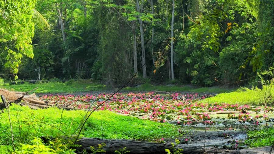 Phuket/Khao Lak: Surin Islands 3-Reef Snorkel Masterpiece - The Itinerary in Detail