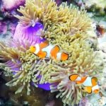 Phuket: Koh Rok and Koh Haa Islands (Queen of Andaman) - Exploring Koh Rok Noi and Koh Rok Islands