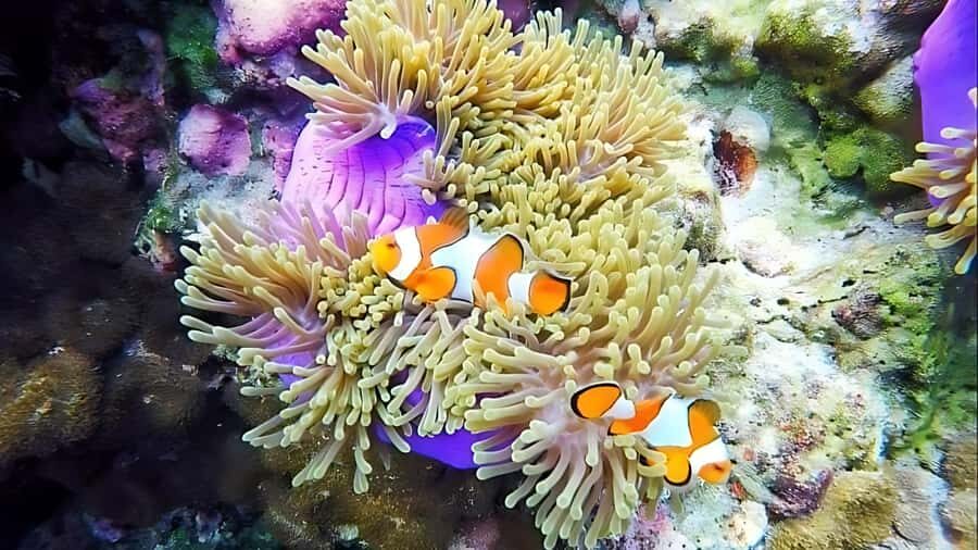 Phuket: Koh Rok and Koh Haa Islands (Queen of Andaman) - Exploring Koh Rok Noi and Koh Rok Islands