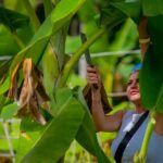 Phuket: Lily Elephant Conservation - Jungle to Sea Discovery - Authentic Experiences from Reviews