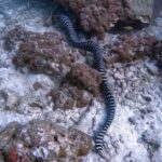 Phuket: Night Dive with Coral Reef - What Makes This Night Dive Stand Out?