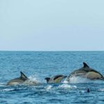 Phuket: Phi Phi Islands Day Trip with Meals & Transfer - FAQs