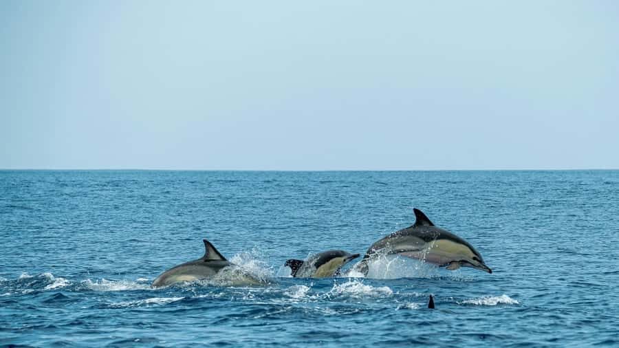 Phuket: Phi Phi Islands Day Trip with Meals & Transfer - FAQs