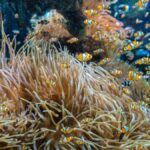 Phuket: Phi Phi Khai or Maiton Island by Speedboat/Catamaran - The Experience: What You’ll Actually Feel and See