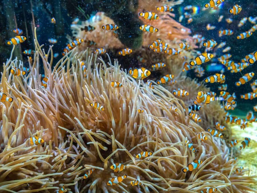 Phuket: Phi Phi Khai or Maiton Island by Speedboat/Catamaran - The Experience: What You’ll Actually Feel and See