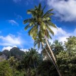 Phuket Phiphi-Phhpi Phuket Ferry include Transfer to hotel - The Itinerary: Step-by-Step