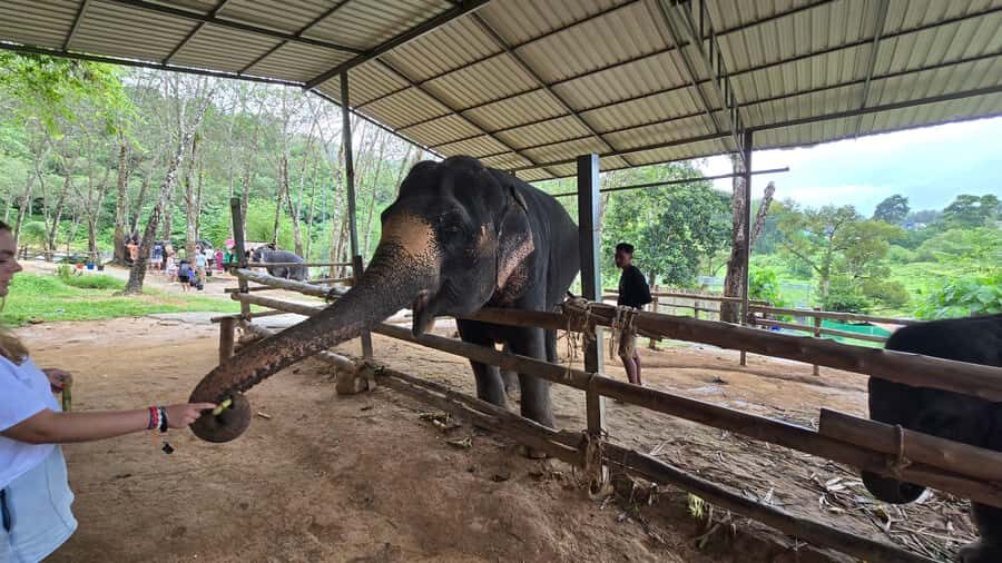 Phuket: Phuket Elephant Care Sanctuary ECO Tour - What to Expect from the Phuket Elephant Care ECO Tour