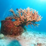 Phuket: SCUBA DIVING Day Trip Racha Yai/ Racha Noi 3 Dives - Racha Noi: The First Dive Stop