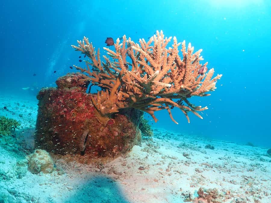 Phuket: SCUBA DIVING Day Trip Racha Yai/ Racha Noi 3 Dives - Racha Noi: The First Dive Stop