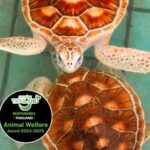 Phuket: Sea Turle Center,Temples,Tsunami & Elephant and More - What Makes This Tour Stand Out?