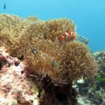 Phuket: Similan Island Full-Day Trip by Speedboat with Meals - Food and Refreshments: A Thai Feast