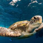 Phuket: Similan Islands Tour by Premium Speed Catamaran - The Catamaran Experience