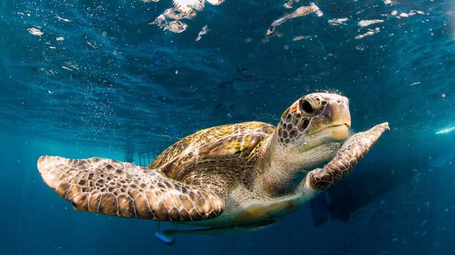 Phuket: Similan Islands Tour by Premium Speed Catamaran - The Catamaran Experience