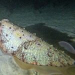 Phuket: Stunning Night Dive from the shore - Authentic Insights from Reviewers