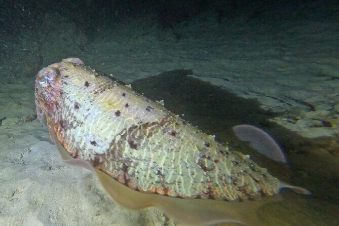 Phuket: Stunning Night Dive from the shore - Authentic Insights from Reviewers