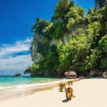 Phuket to Phi Phi Island Snorkel, Swim & Paddle Board Experience - What Does the Tour Include and Exclude?