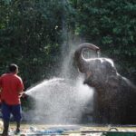 Phuket: Unique Dawn Ethical Elephant Sanctuary Experience - Who This Tour Is Best For