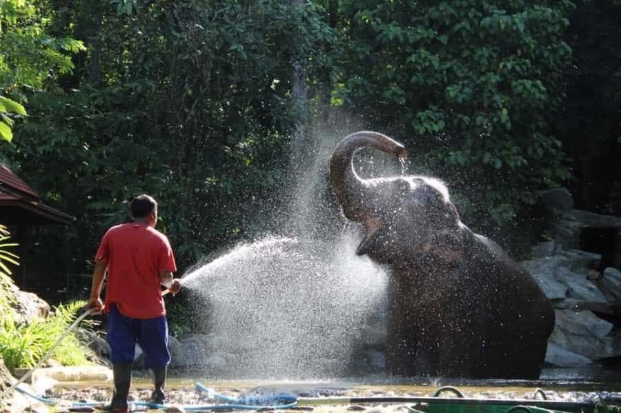 Phuket: Unique Dawn Ethical Elephant Sanctuary Experience - Who This Tour Is Best For