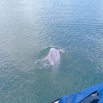 Pink Dolphin and Snorkeling Full Day Experience - Why This Tour Offers Great Value