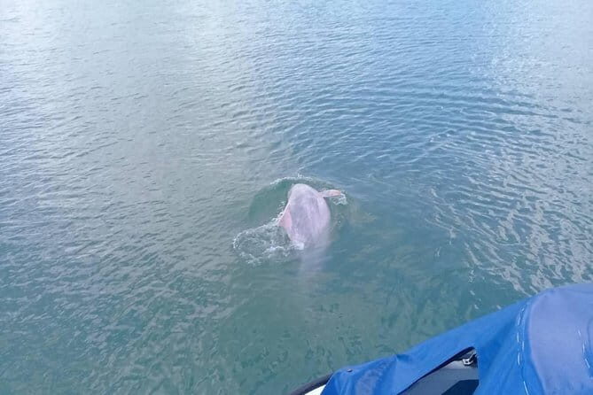 Pink Dolphin and Snorkeling Full Day Experience - Why This Tour Offers Great Value