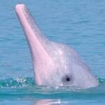 Pink Dolphin & Pig Island with Snorkeling Full Day Experience - Transportation & Group Dynamics