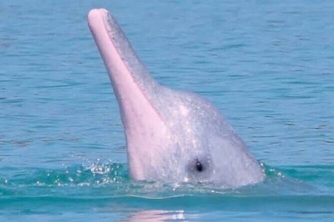 Pink Dolphin & Pig Island with Snorkeling Full Day Experience - Transportation & Group Dynamics