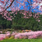 Pink Spring: Wuling Farm Cherry Blossom One-day Tour from Ximen - Who Would Love This Tour?