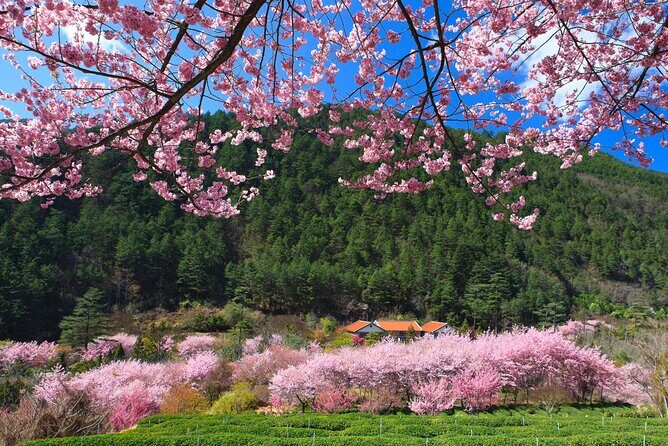 Pink Spring: Wuling Farm Cherry Blossom One-day Tour from Ximen - Who Would Love This Tour?