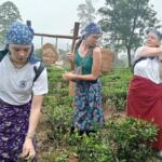 Plantations Tuk-Tuk Tour in Nuwara Eliya - Exploring Nuwara Eliya’s Best: What to Expect on the Tour