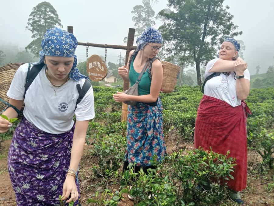 Plantations Tuk-Tuk Tour in Nuwara Eliya - Exploring Nuwara Eliya’s Best: What to Expect on the Tour