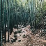 Plog and Hike Mount Mogan Nature Reserve  Guided Outdoor Tour from Hangzhou - Final Thoughts: Who Would Love This Tour?