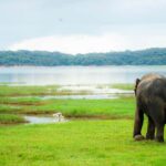 Polonnaruwa Ancient City & Minneriya Safari Full-Day Tour - An In-Depth Look at the Tour Itinerary