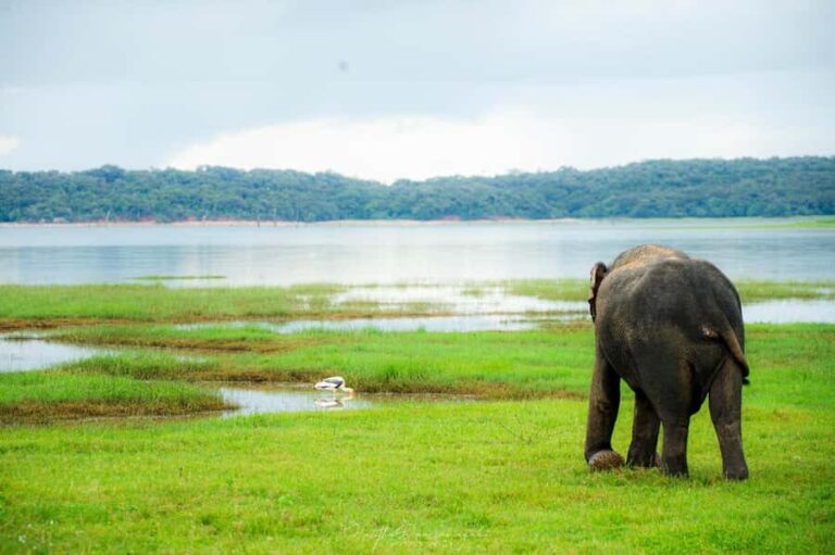 Polonnaruwa Ancient City & Minneriya Safari Full-Day Tour - An In-Depth Look at the Tour Itinerary