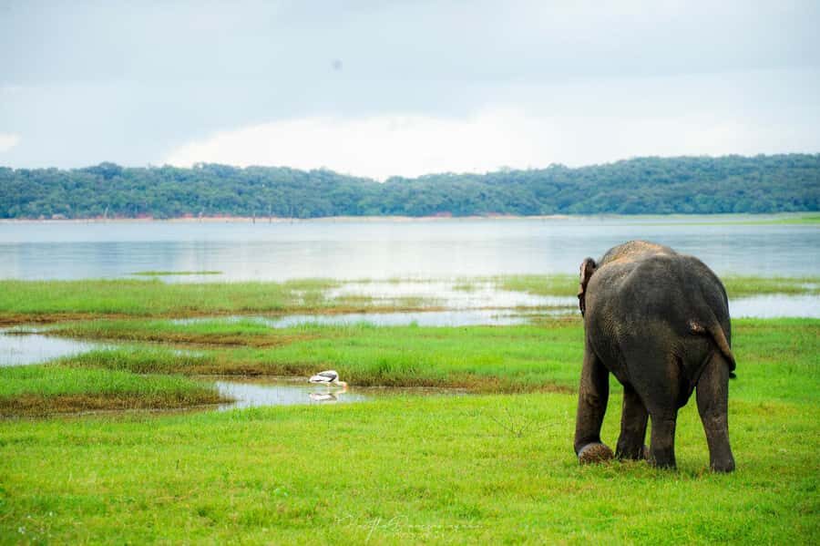 Polonnaruwa Ancient City & Minneriya Safari Full-Day Tour - An In-Depth Look at the Tour Itinerary