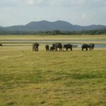 Polonnaruwa: Maduru Oya Safari & Danigala Hike with Lunch - FAQs