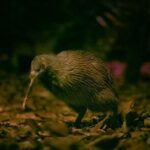 **Popular Cruiseship Tour** - Total Kiwi Experience! - Practical Details & What You Should Know