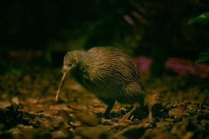 **Popular Cruiseship Tour** - Total Kiwi Experience! - Practical Details & What You Should Know